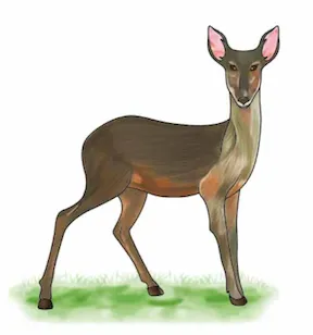 atriwá'a