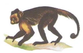 rũtrũkyã́wã