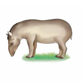 sáji