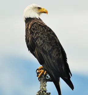 ũjũrṹã