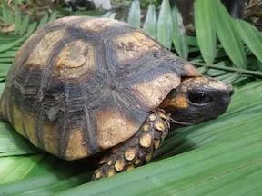 áwi