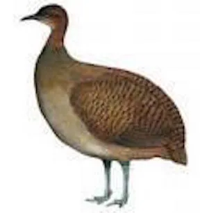 jũ'shṹlũ
