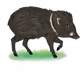 ijára