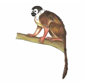 si'á'a