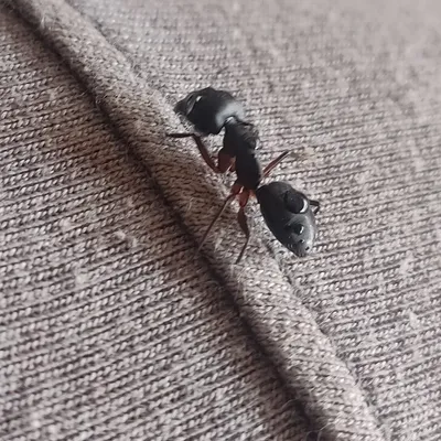 खोंटा