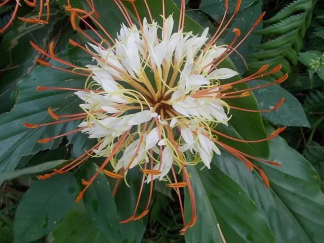paapi