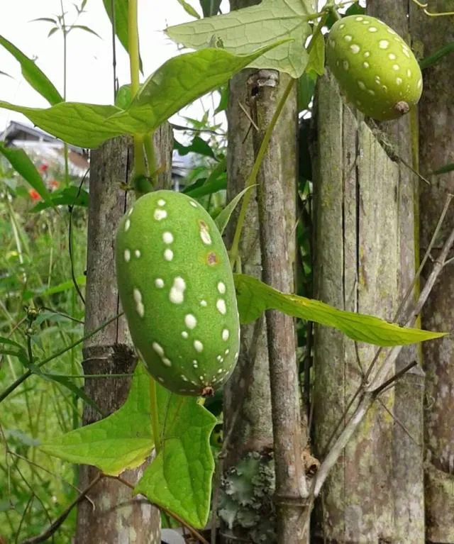 jojuru