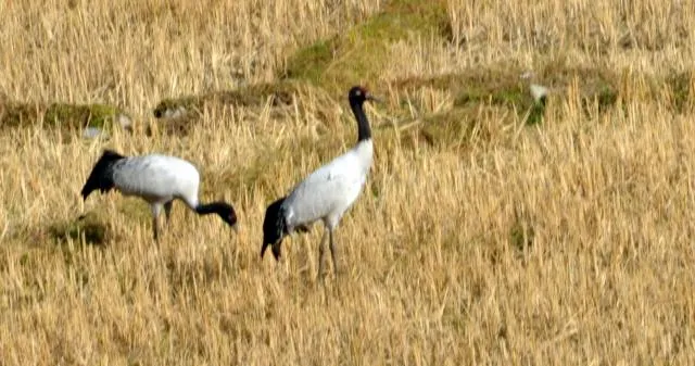 keená