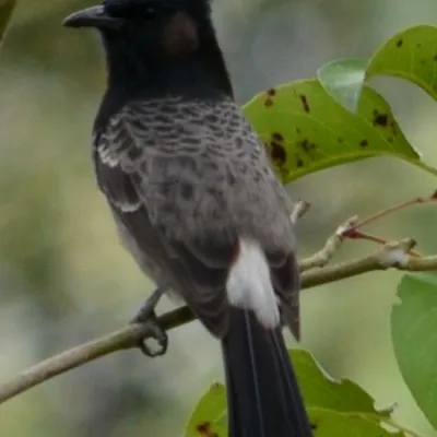 kekuru
