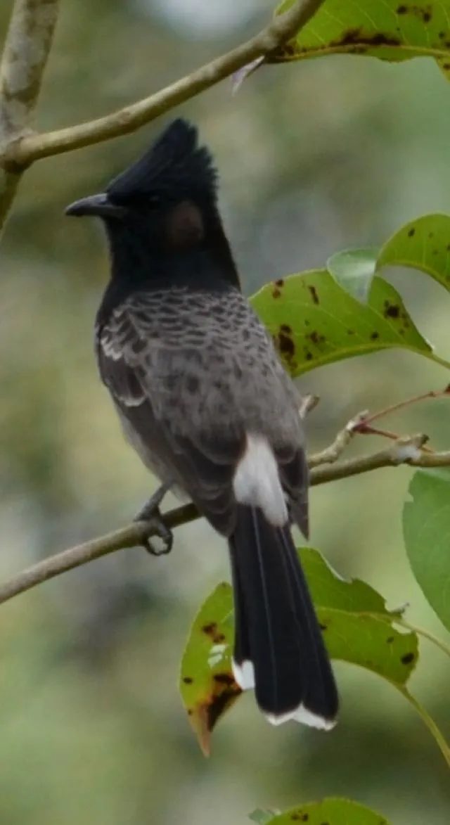 kekuru