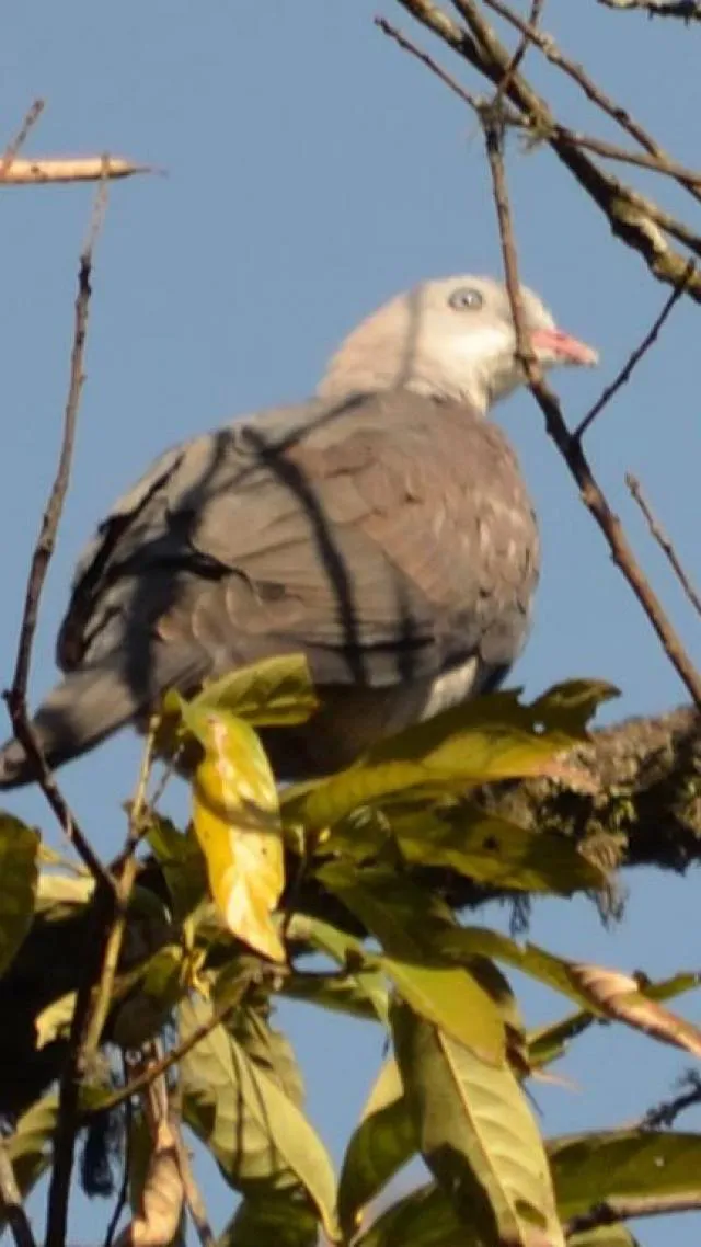 diifañ pákù