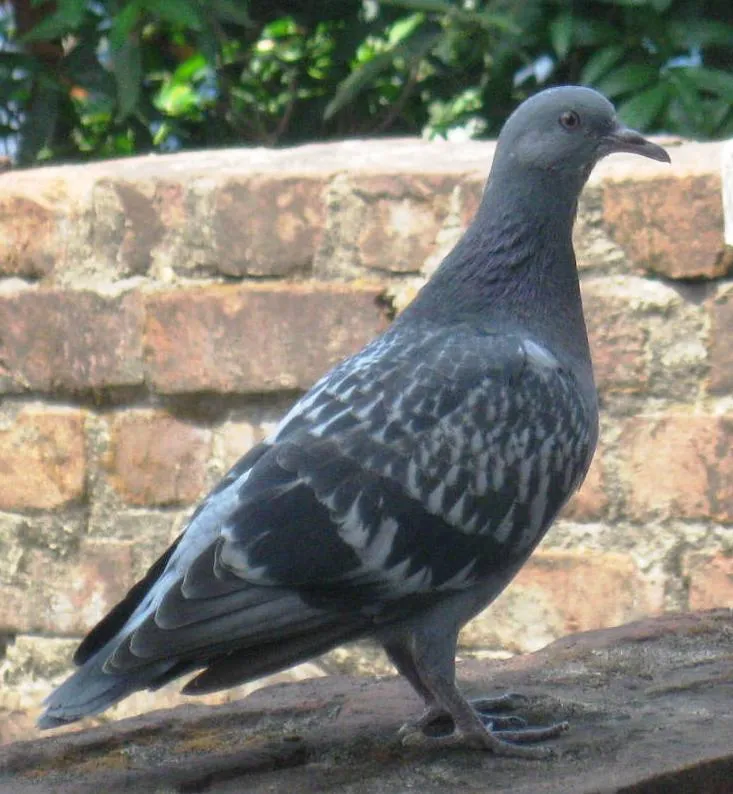 pelyistér