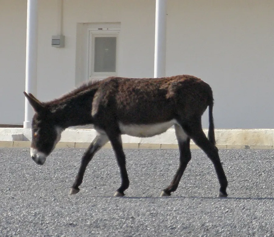 ghaidúr