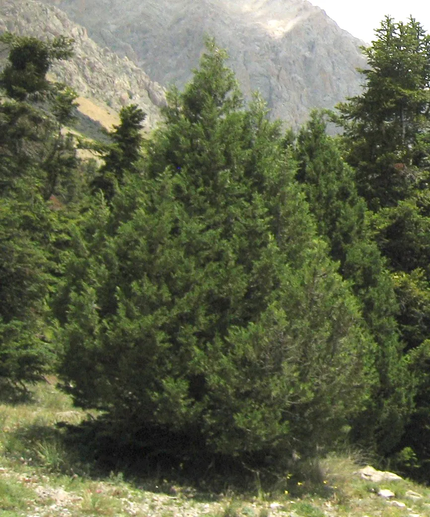 vénië