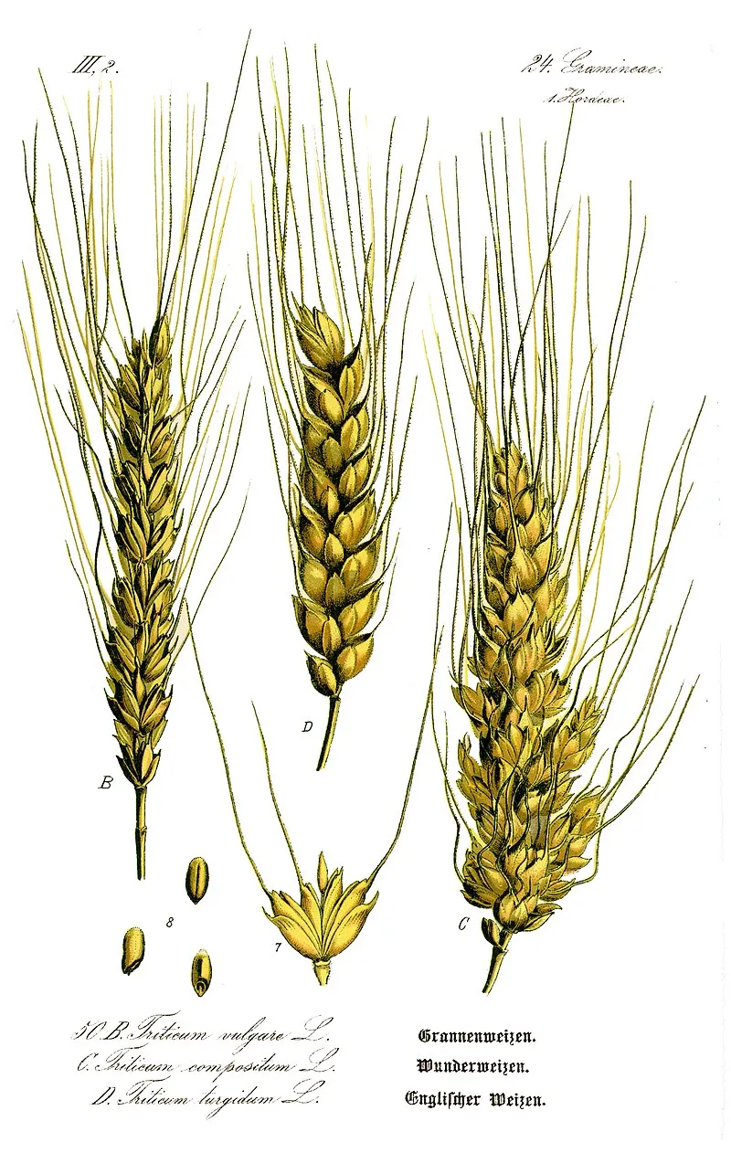 ághan