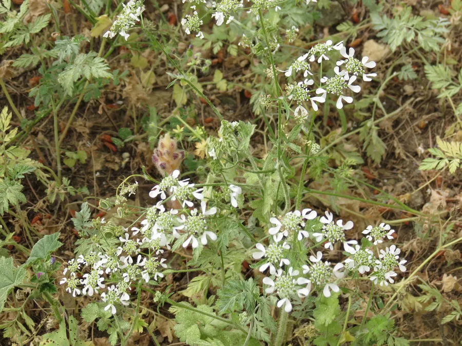 kafkalíthrë
