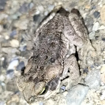 qampato