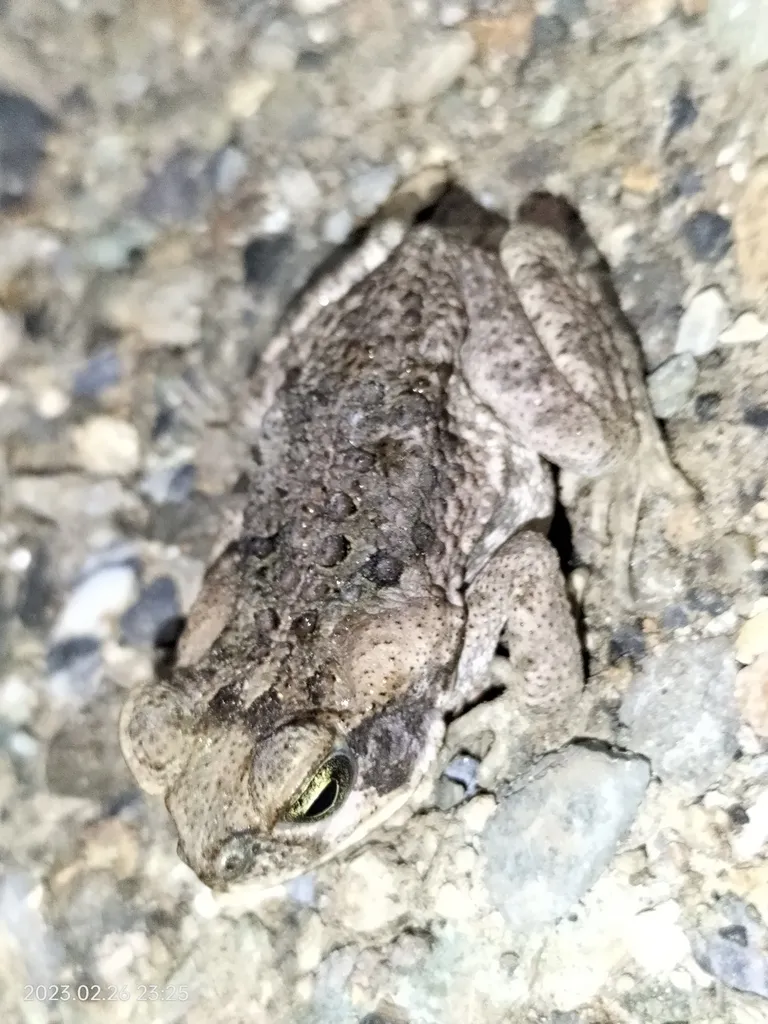 qampato