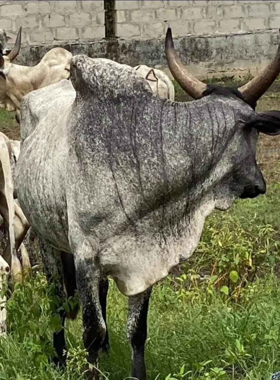 nyàm