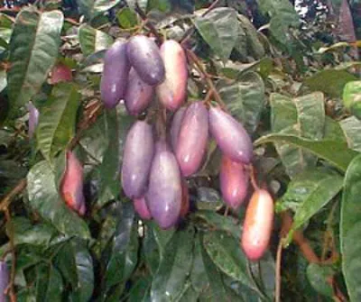 àdzòŋ
