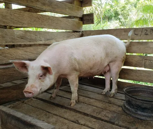 ànkʉnyàm