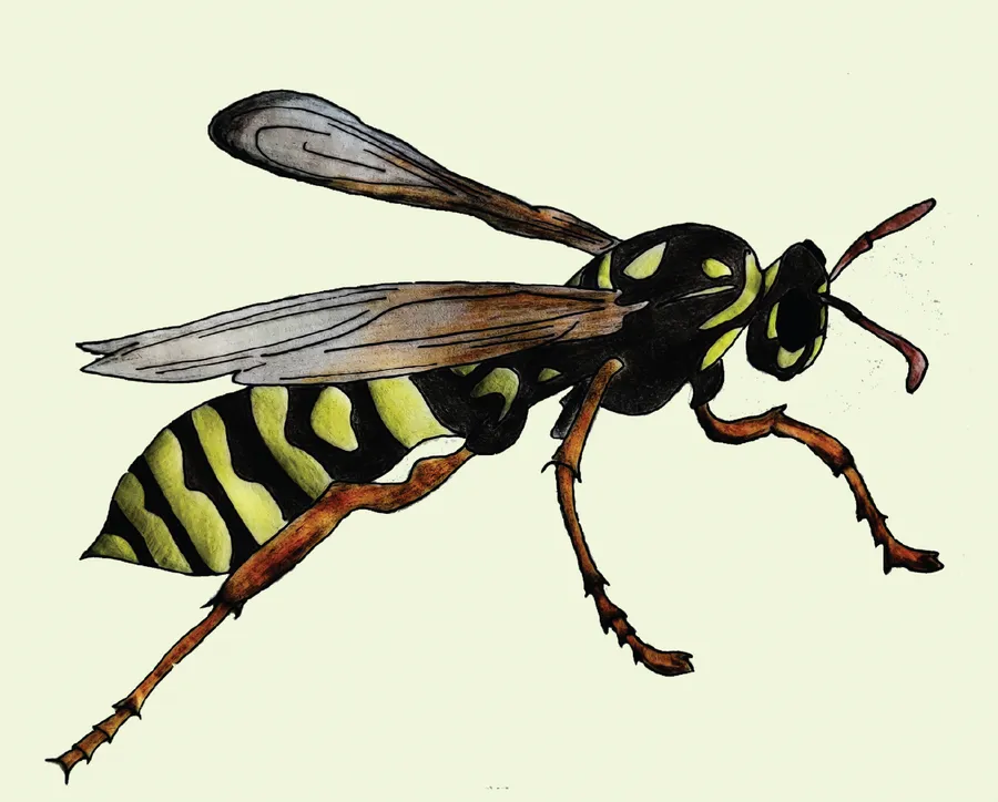 biʈa