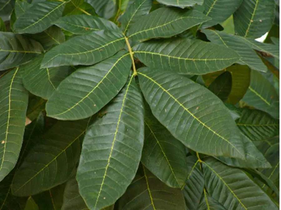 dola daru