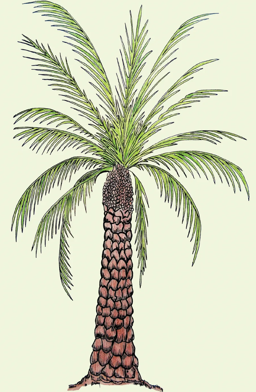 kʰidʒur