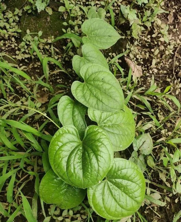 kukuʧ haser
