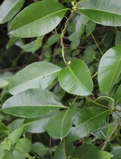maraŋ dudʰi