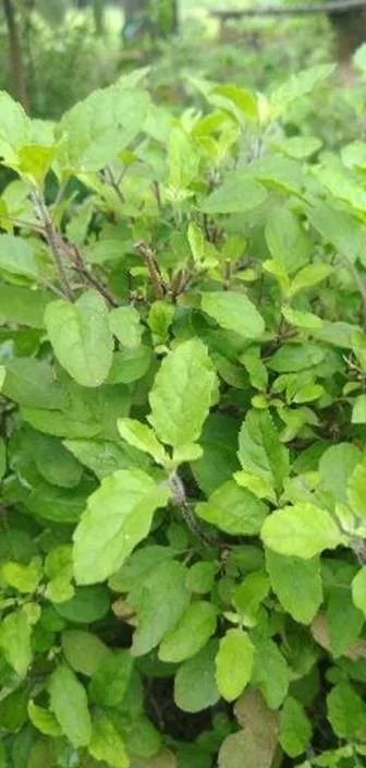 tulsi