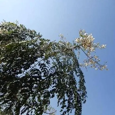 munga daru