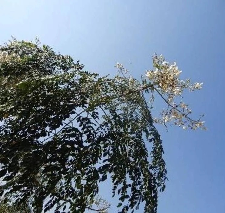 munga daru
