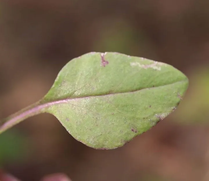 lutur hasu ranu