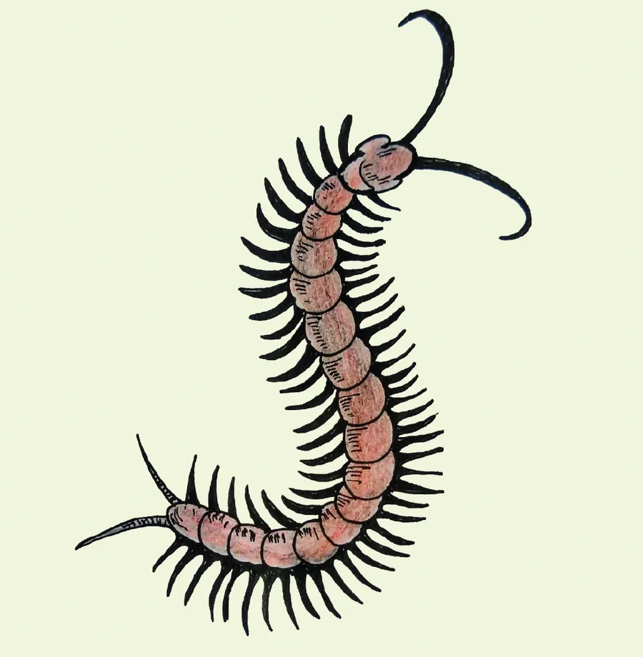 kangodʒor