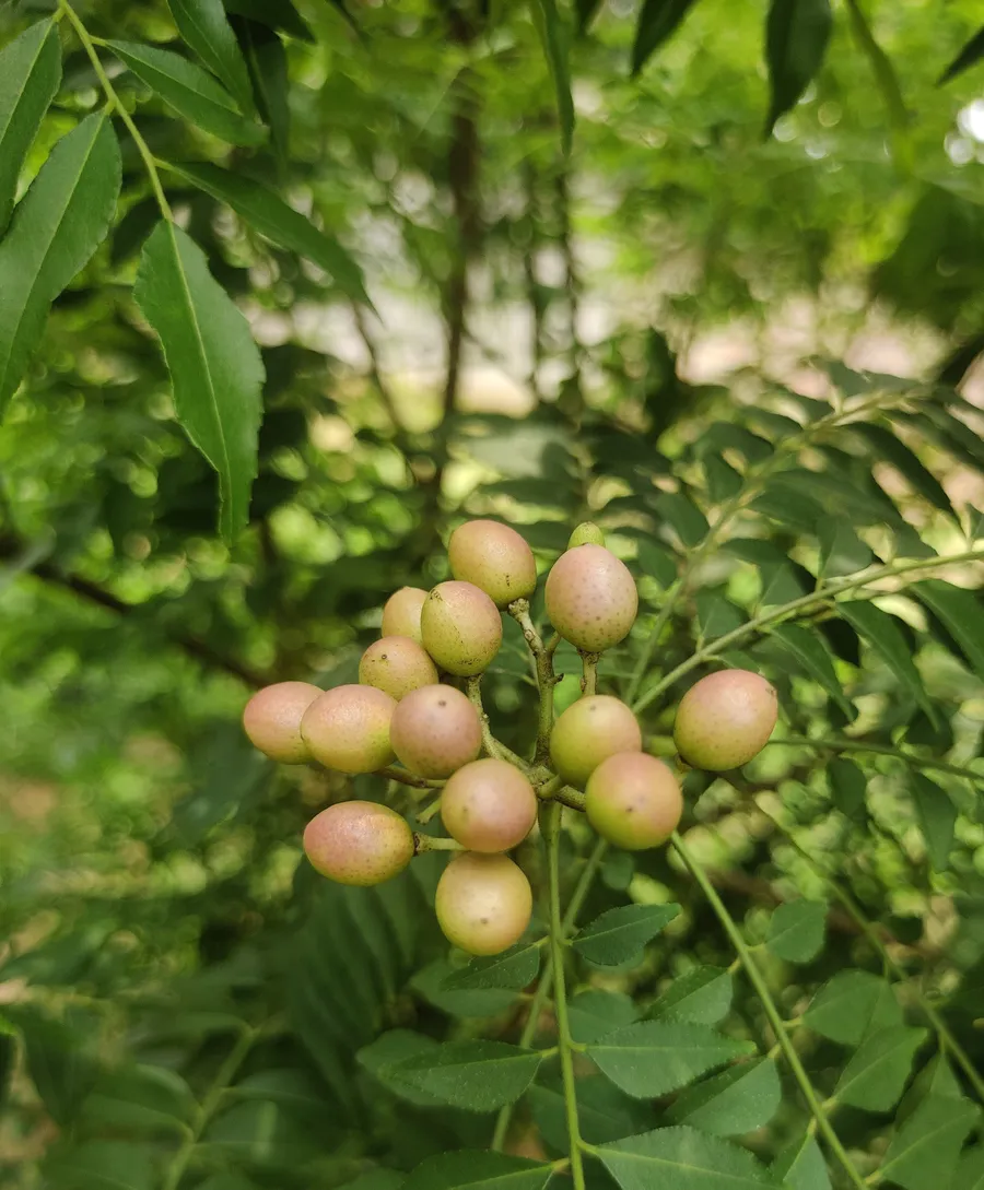 kari sakam