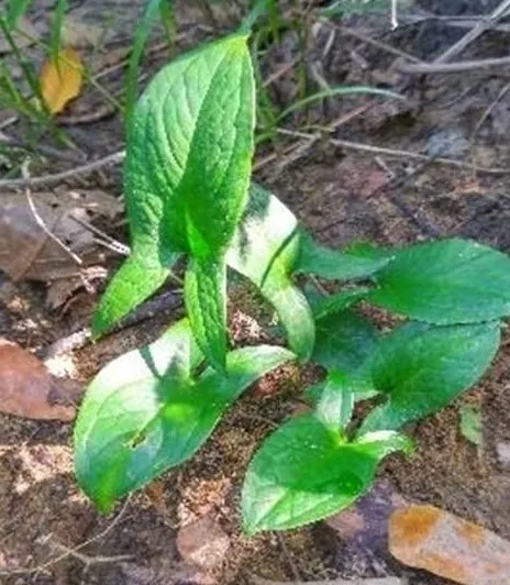 kaʈasuli