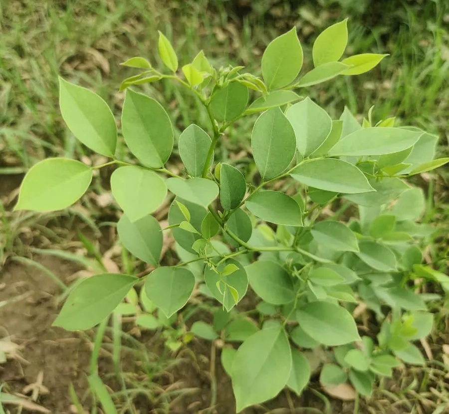 sisa daru