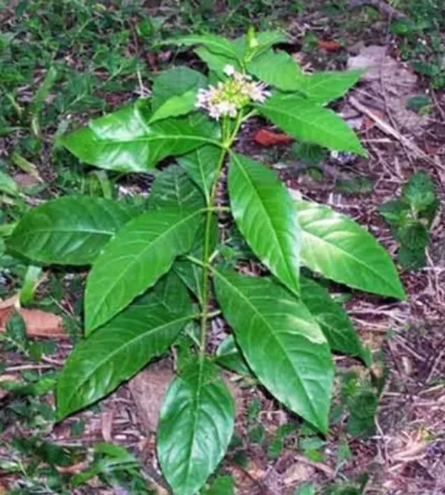 daru ʤiki poʈa