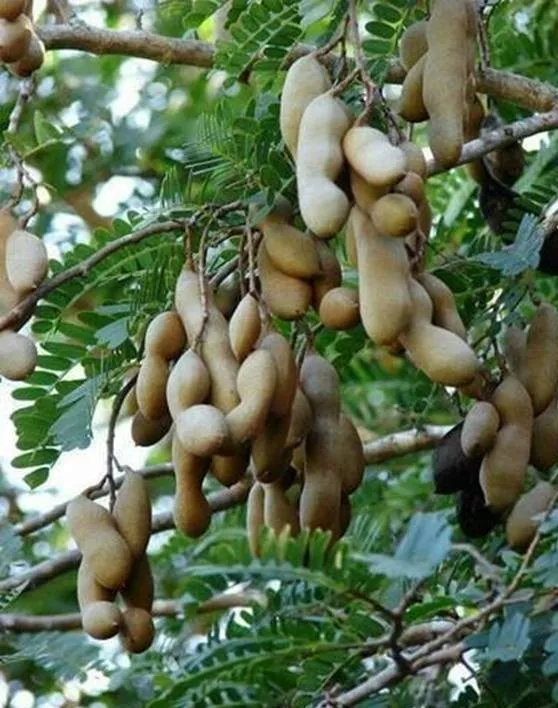 ʤoʤo