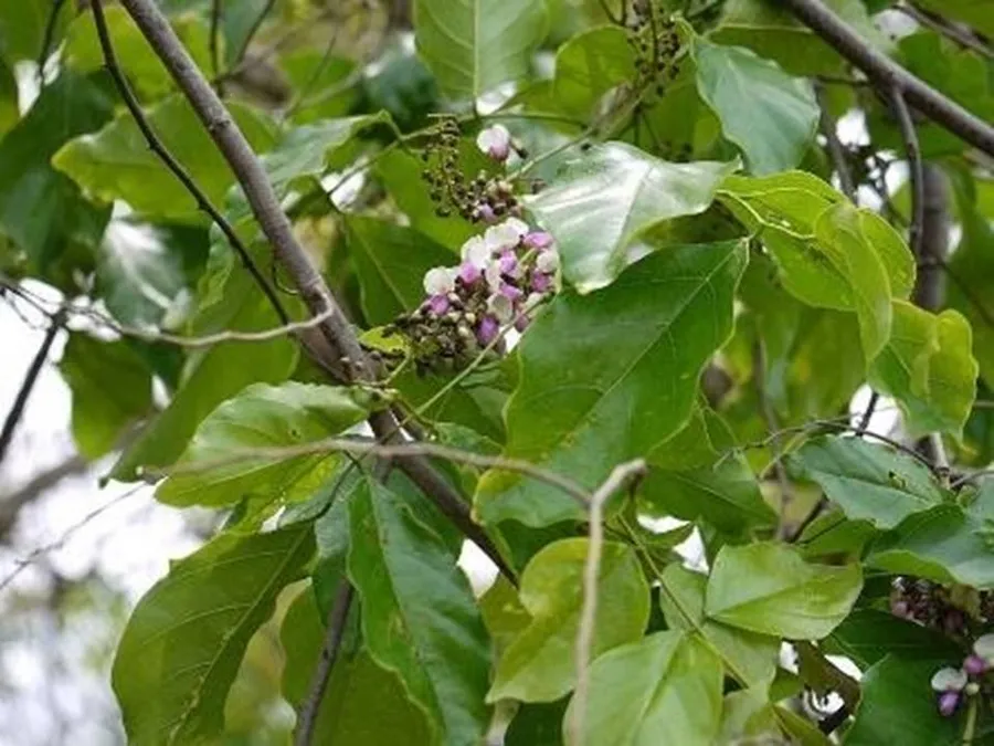 koronʤ daru