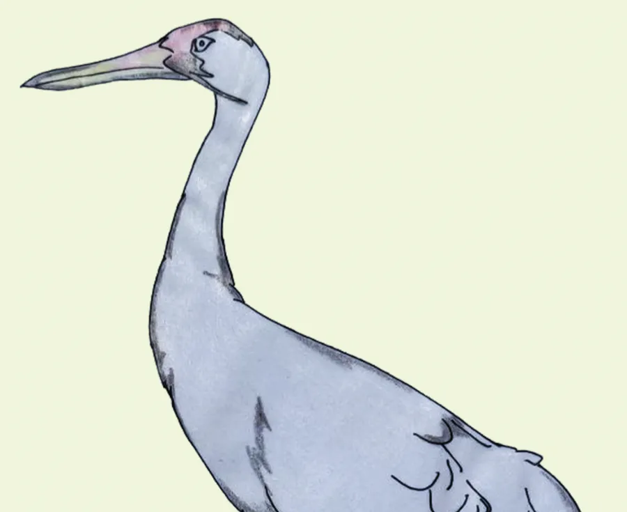 bokli