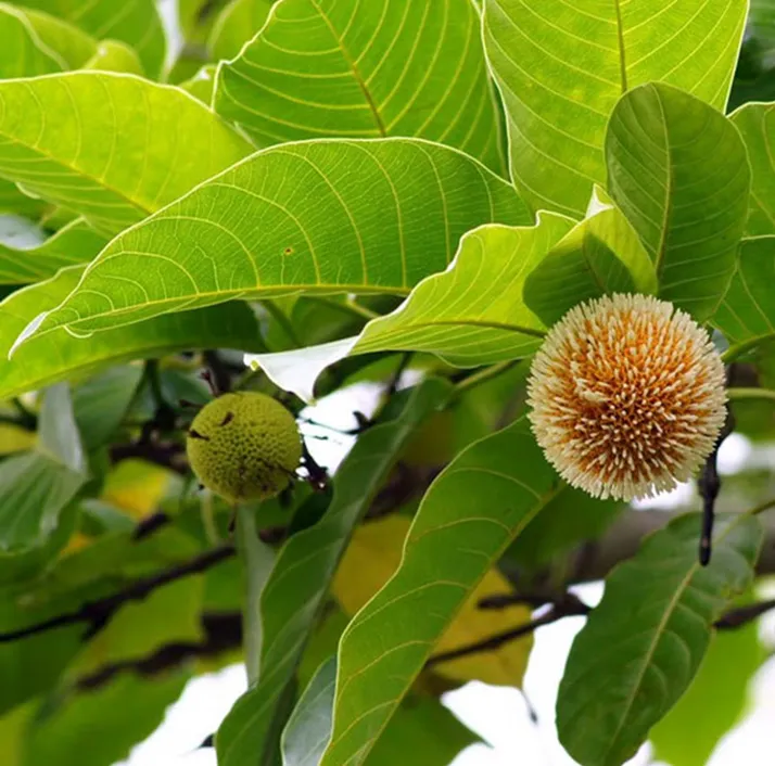 kodom daru