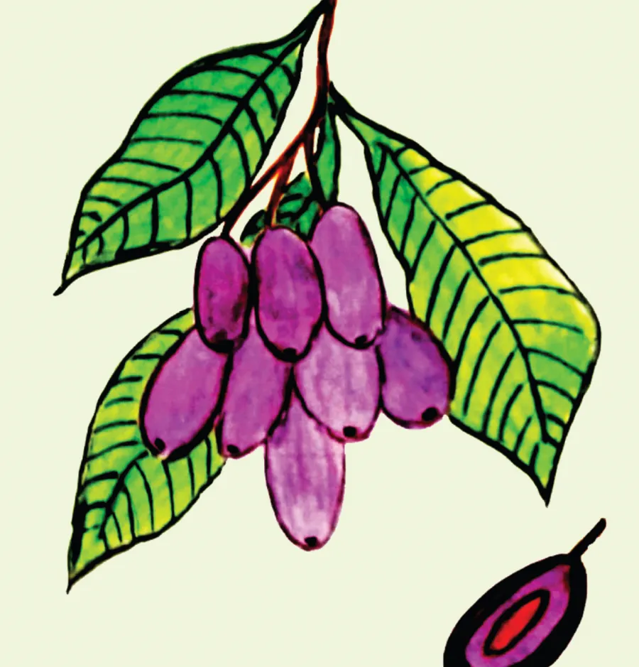 kuda