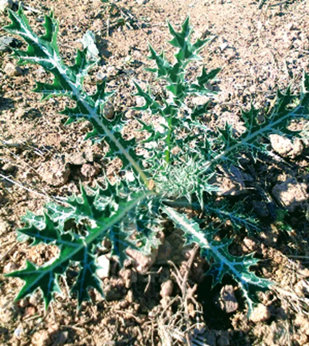 raiŋgini ʤanum
