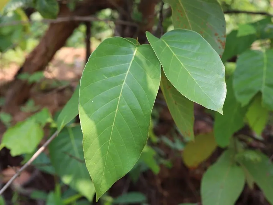 sarʤom