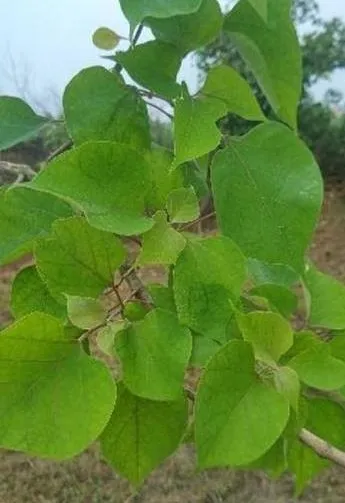 gamhaer