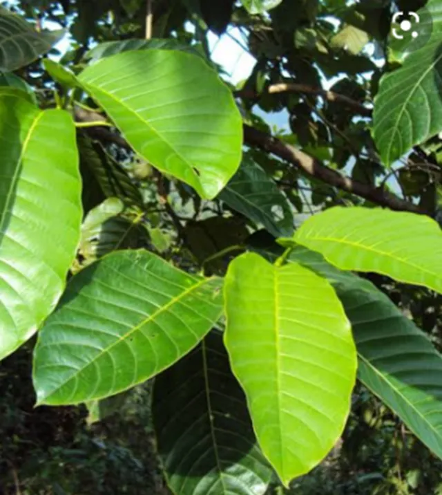 kodom daru