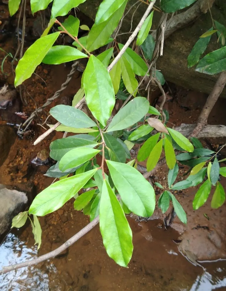 kiri ʤʰiri