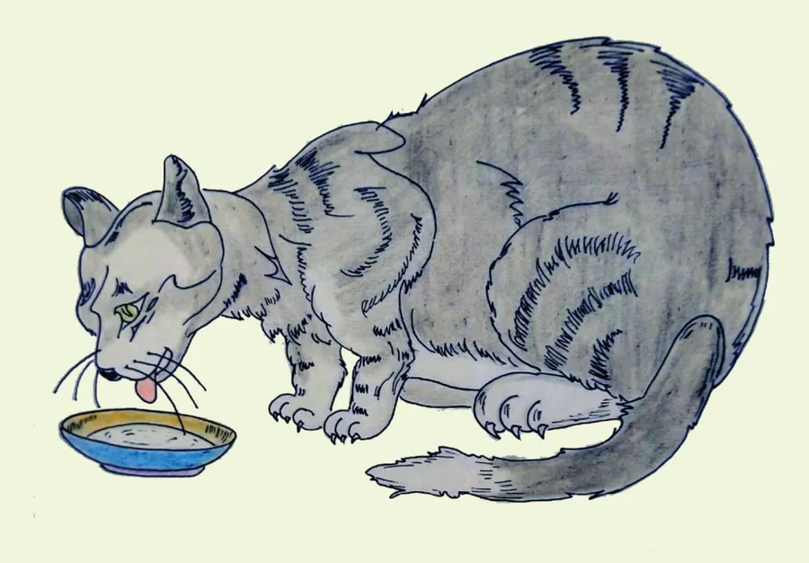 sãɽi pusi